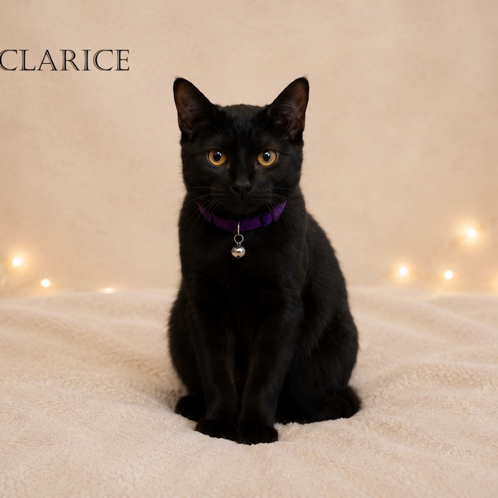 Clarice