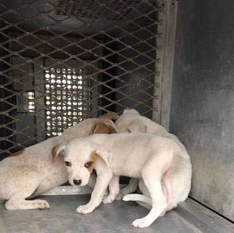 Heroes at Work! Three Puppies Found Stuck in a Drain Pipe are Saved!