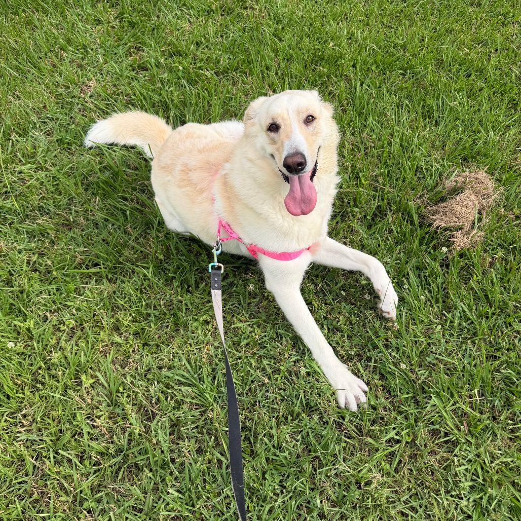 Harper