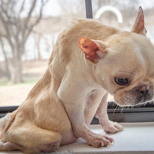 Harold's Victory - The Humane Pet Store Ordinance