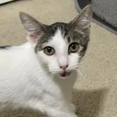 Popeye
