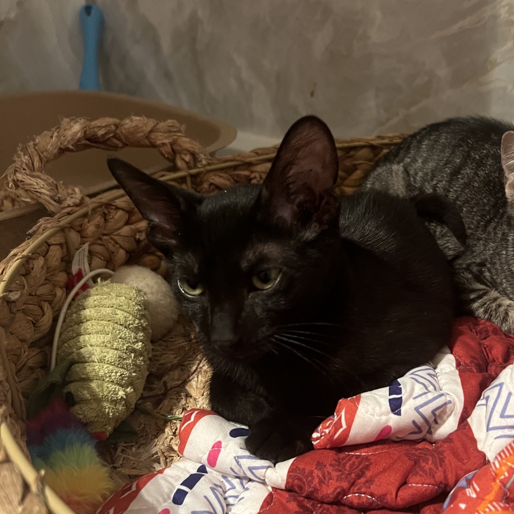 Kovu