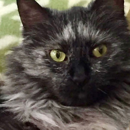 Luna's Story