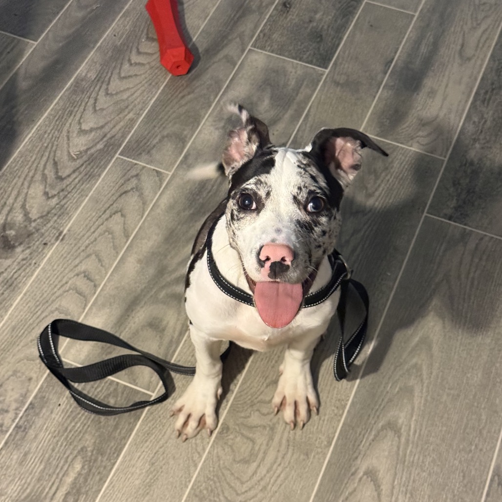 Minnie