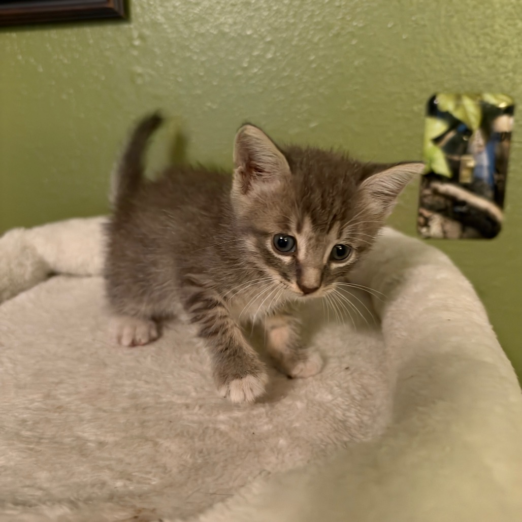 Willow