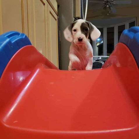 Canine Enrichment: Why Your Dog Shouldn't Live Without It!