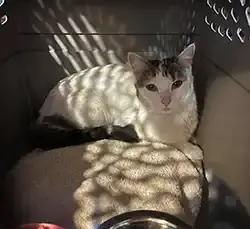 Miracle Reunion: Maggie's Journey Home