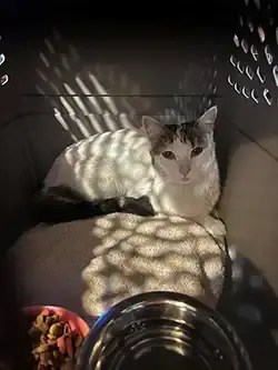 Miracle Reunion: Maggie's Journey Home