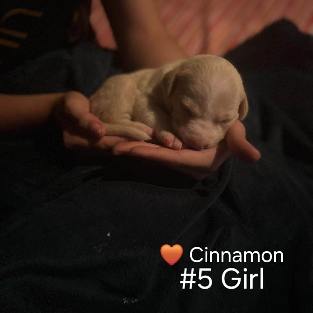 Cinnamon
