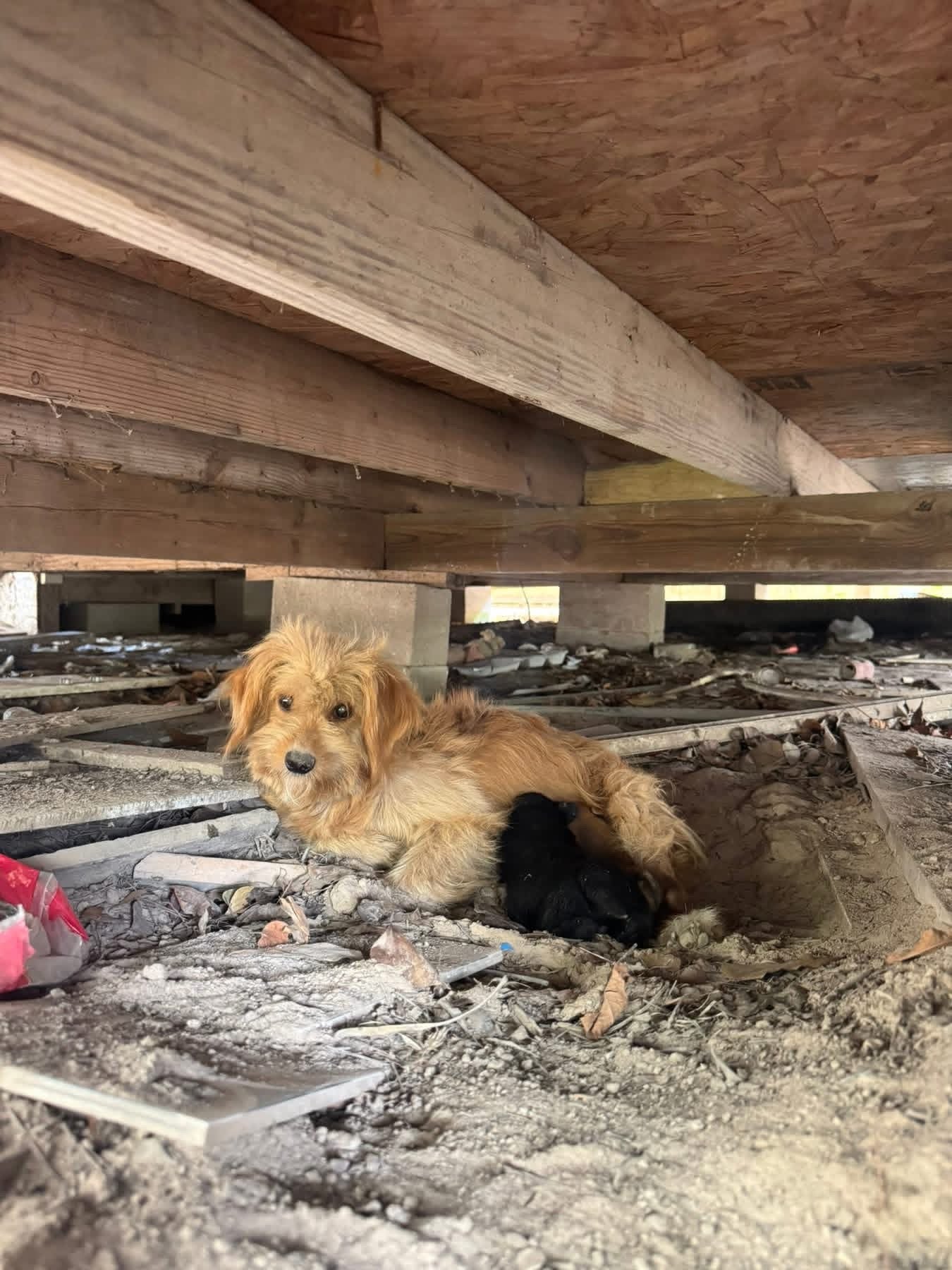 A rescued mother dog receiving help with her puppies