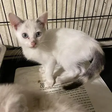 Blanca