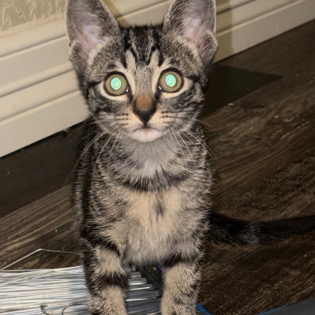 Frida