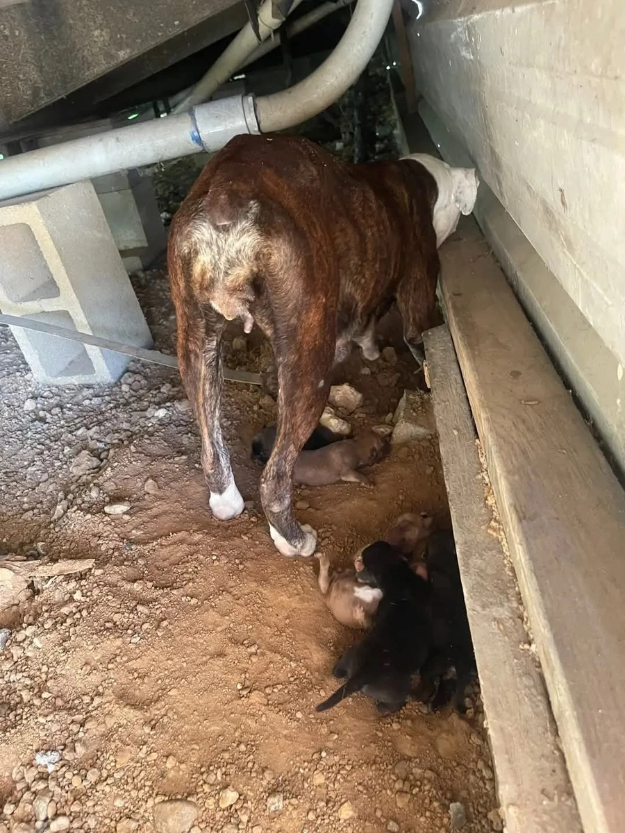 Willow standing over her puppies beneath a motor home