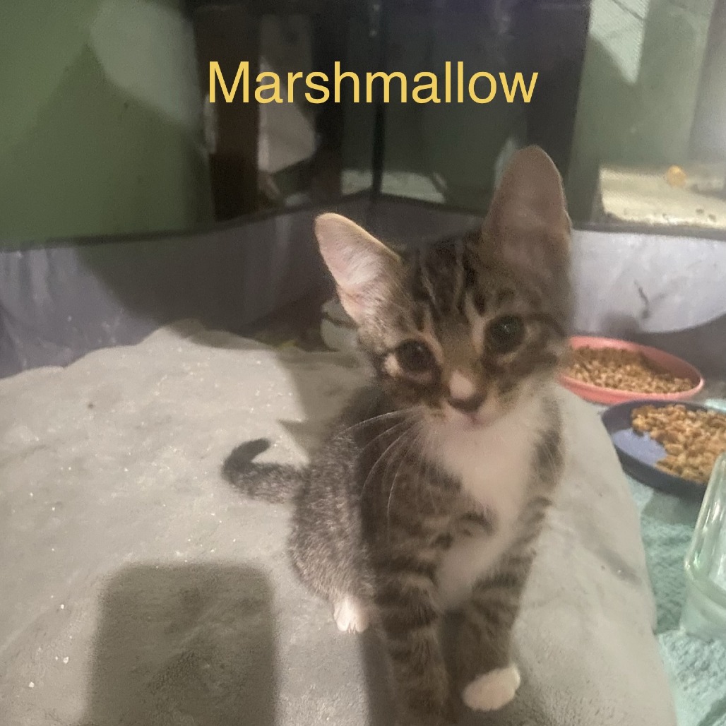 Marshmellow