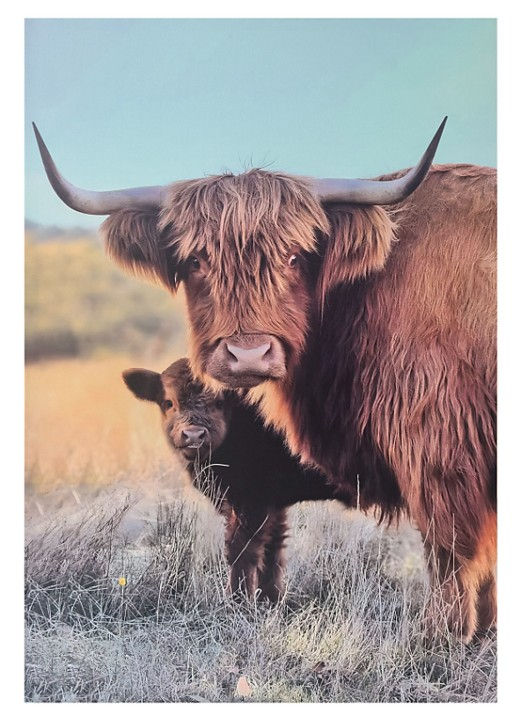Highland Cows Canvas