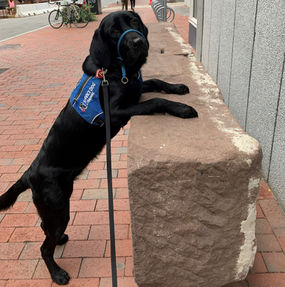 April Is Service/Therapy Animals Month