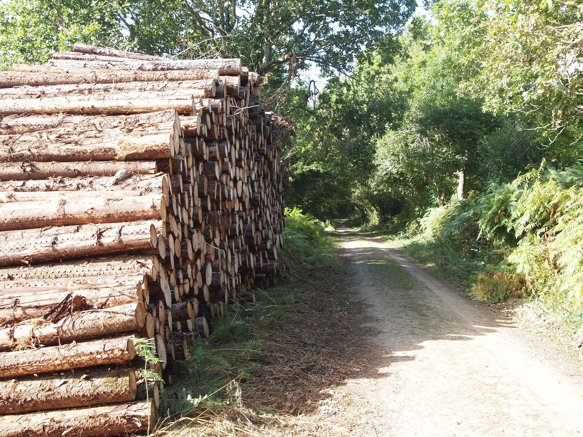 Sentier forestier