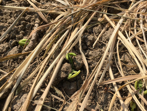 Les news du potager #6