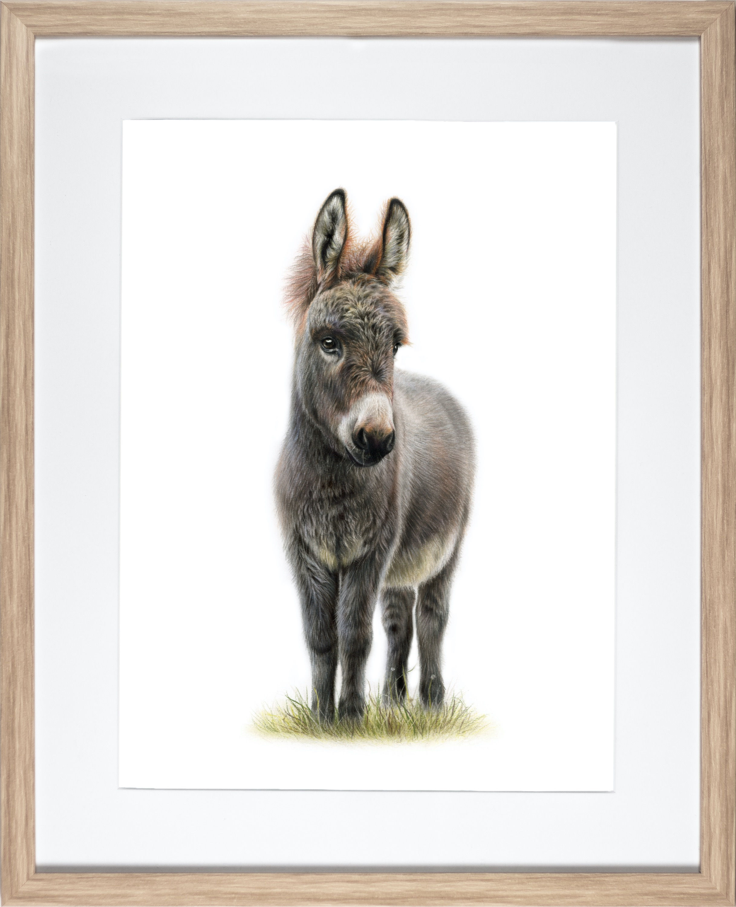 Esel - FineArt Print