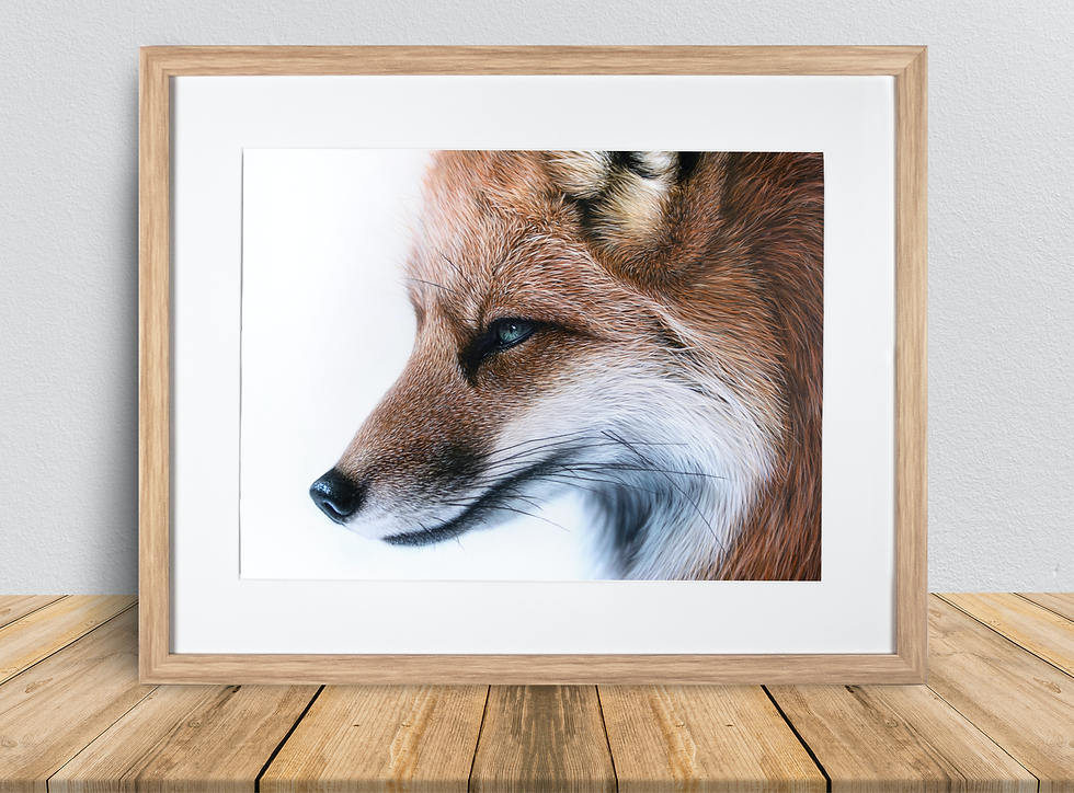 Thumbnail: Fox - FineArt Print