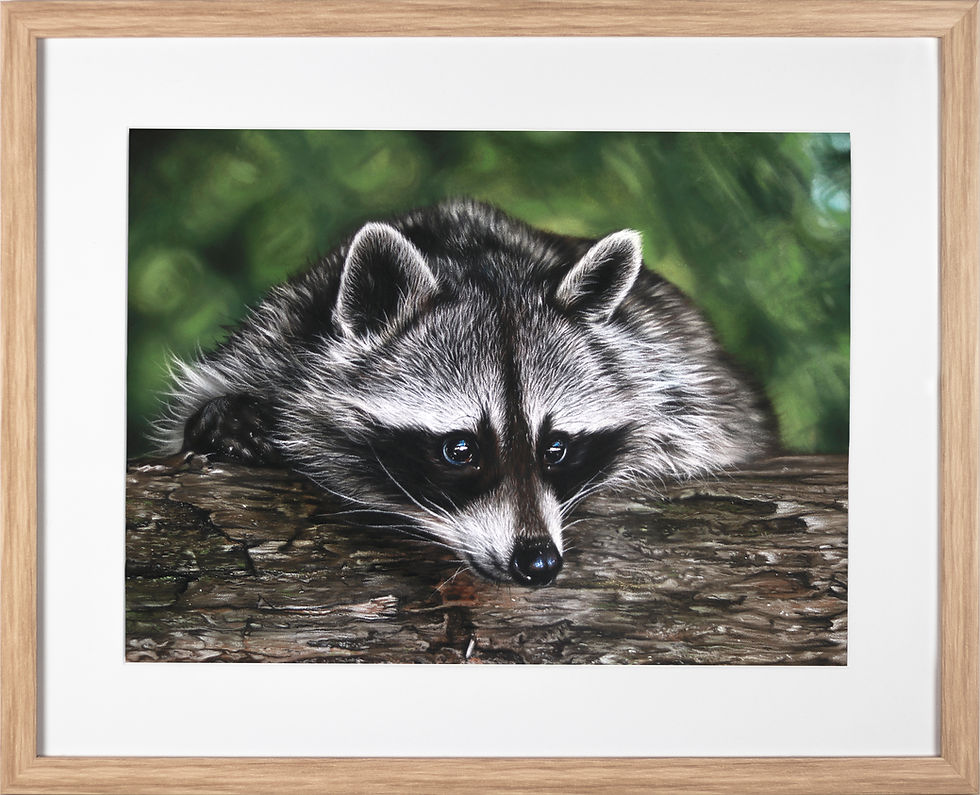 Thumbnail: Racoon - FineArt Print