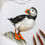 Thumbnail: Puffin from Iceland