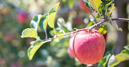 リンゴの木オーナー募集開始！