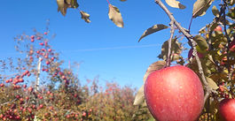 2024年リンゴオーナーの募集を開始しました！