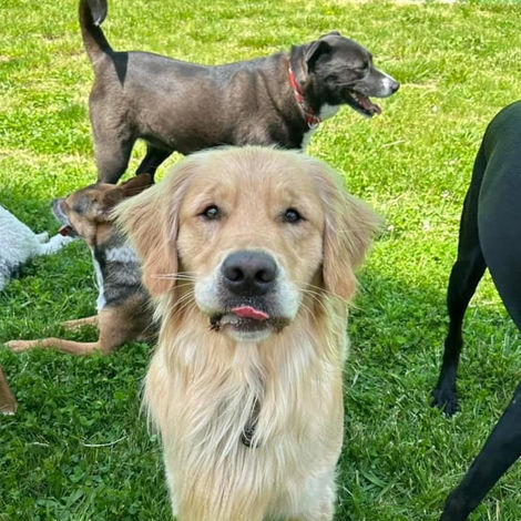 Playful Pets Columbus Dog Daycare Boarding and Grooming