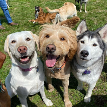 Playful Pets Columbus Dog Daycare