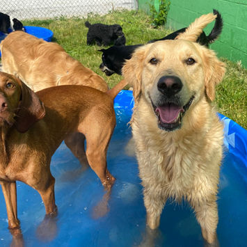 Playful Pets Columbus Dog Daycare