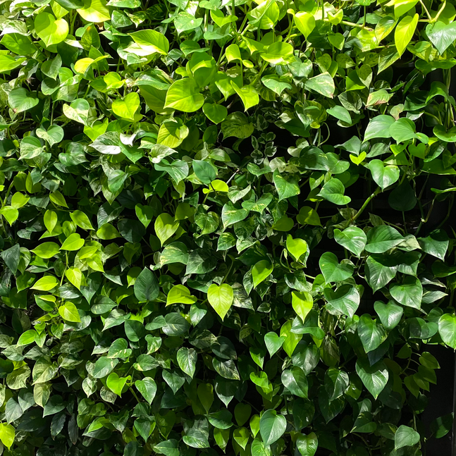 lga-vertical-garden-9