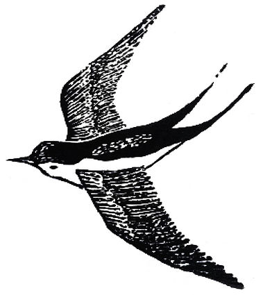 Hirondelle réalisée en linogravure, 2019