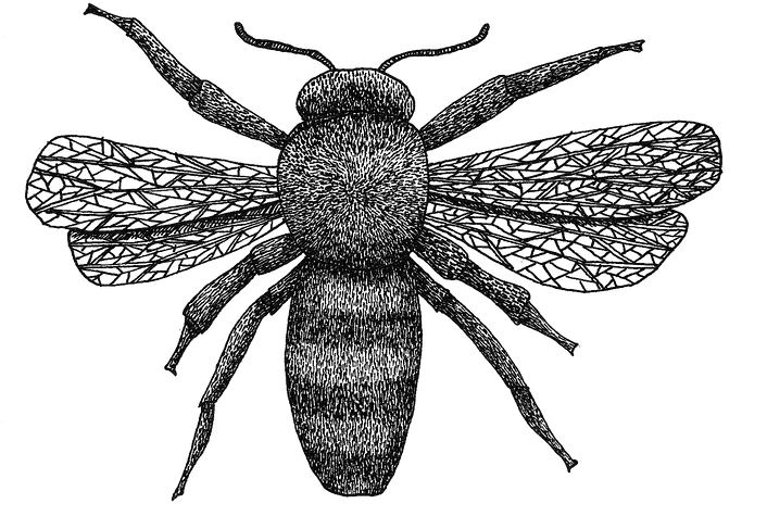 Gravure abeille réalisée au stylo plume, 2021