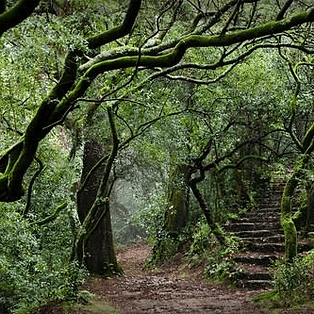 Pormenor da floresta laurissilva na Ilha da Madeira. Esta floresta antiga é como um fóssil vivo.