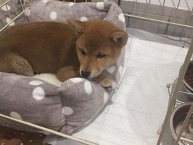 きなこ