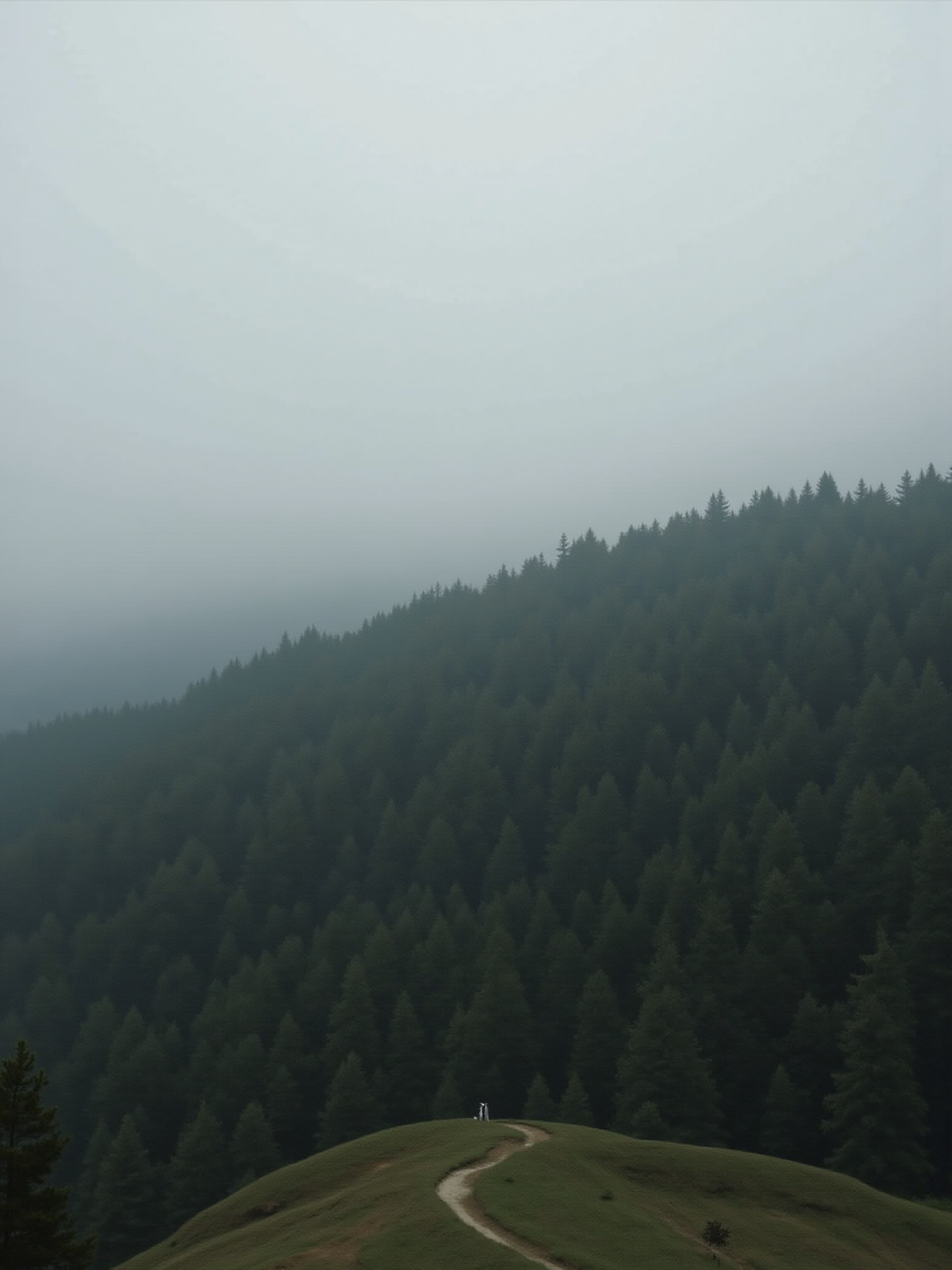 A misty, tree-topped mountain with fog consuming the background.
