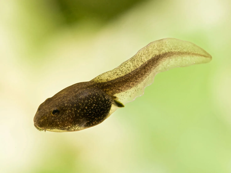 Saving Christian Tadpoles (part 3)