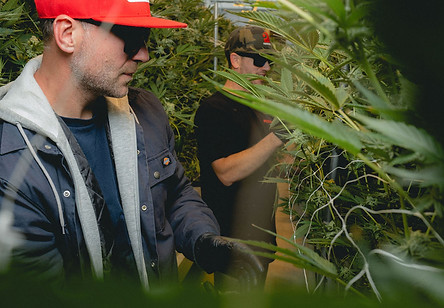 Cannabis farm workers on the job