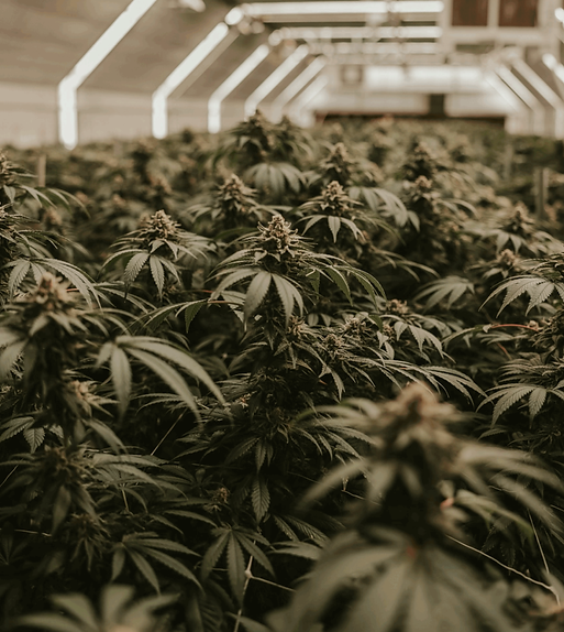 Marijuana plants inside a grow room