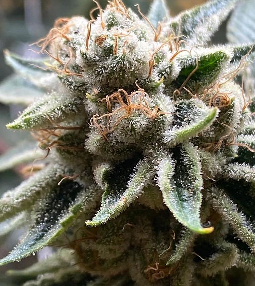 Marijuana plant with lots of THC crystals