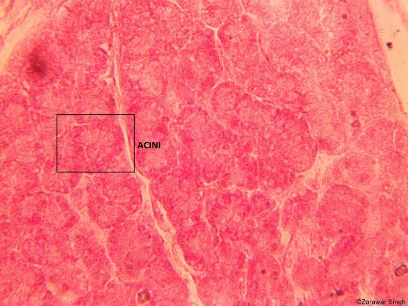 TS Pancreas Acini 45X (Copy)
