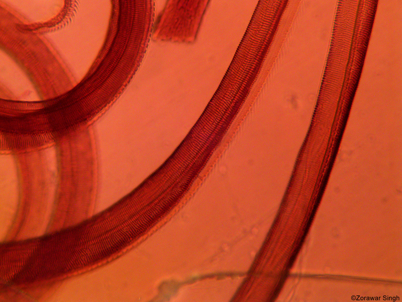 Mouth Parts Butterfly Probosis 10X (Copy)