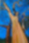 Arbutus Tree Acrylic on canvas copy.jpg