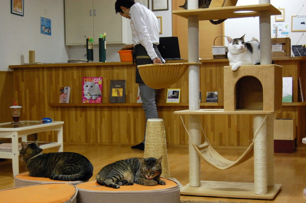 Os cat cafés no Brasil e no mundo