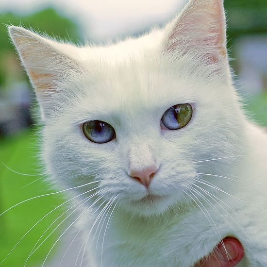 Raça De Gato Com Olho Azul E Verde Sobre os Olhos Raça De Gato Com Olho Azul E Verde Sobre os Olhos