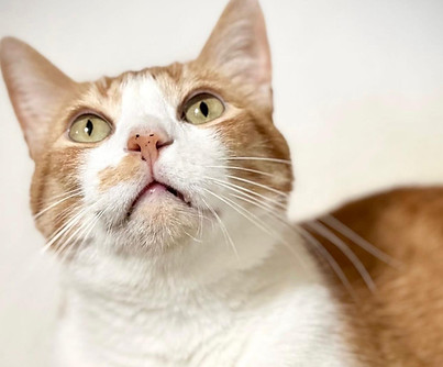 209_Romeu_Adote_Um_Ronrom_Foto_por_Carol_Demazi_11