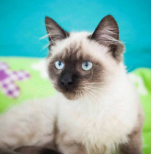 Ozzy__Adote_Um_Ronrom_Foto_por_Carol_Demazi.jpg