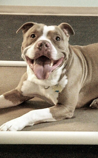Off Leash Dog Training Denver