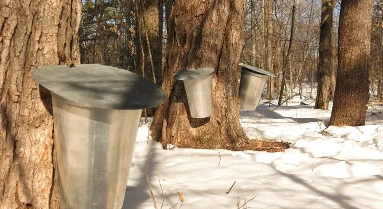 O'Hara Sugar Maple - family pure Maple Syrup Farm in Madoc.webp